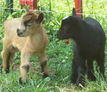 pair of baby goats